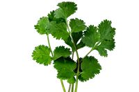 Herb Bundle: 12 Ready-to-Plant Seedlings, Starts, Plugs, Garden Ready, Live Plants, Transplants, Pre-sprouted, for Soil & Hydroponic gardens