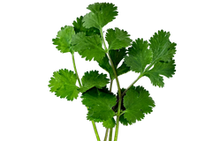 Herb Bundle: 12 Ready-to-Plant Seedlings, Starts, Plugs, Garden Ready, Live Plants, Transplants, Pre-sprouted, for Soil & Hydroponic gardens
