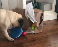 Premium Pug Box.