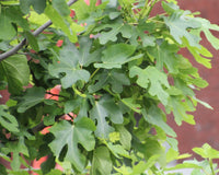 PATIO PLANT CLUB 2026 by My Garden Box