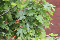 PATIO PLANT CLUB 2026 by My Garden Box