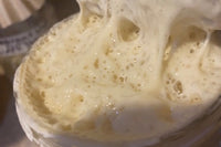 A highly active sourdough starter, Risen Sourdough has been activated and feed causing bubbles to develop!