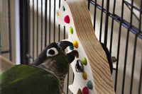 A Green cheek conure licking at a bead embedded into a dinosaur shaped bird toy made of pine and attached to the cage side. 
