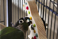 A Green cheek conure licking at a bead embedded into a dinosaur shaped bird toy made of pine and attached to the cage side. 
