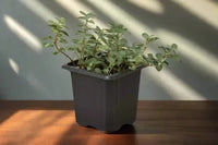 Plant house plant monthly subscription box delivered to your home. House plant live plants sub box. Plants every month. Indoor plants.
