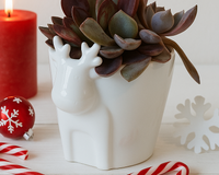 4 inch White Reindeer Head Ceramic Pot with Succulents Arrangement