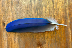 A close-up of one of the biofacts - a blue flight feather from a macaw - sitting on a wooden table. 