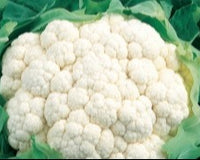 THE SUPER MEGA SUMMER SEED PACK