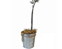 Olive Topiary Tree in Silver Metal Tin with Rope