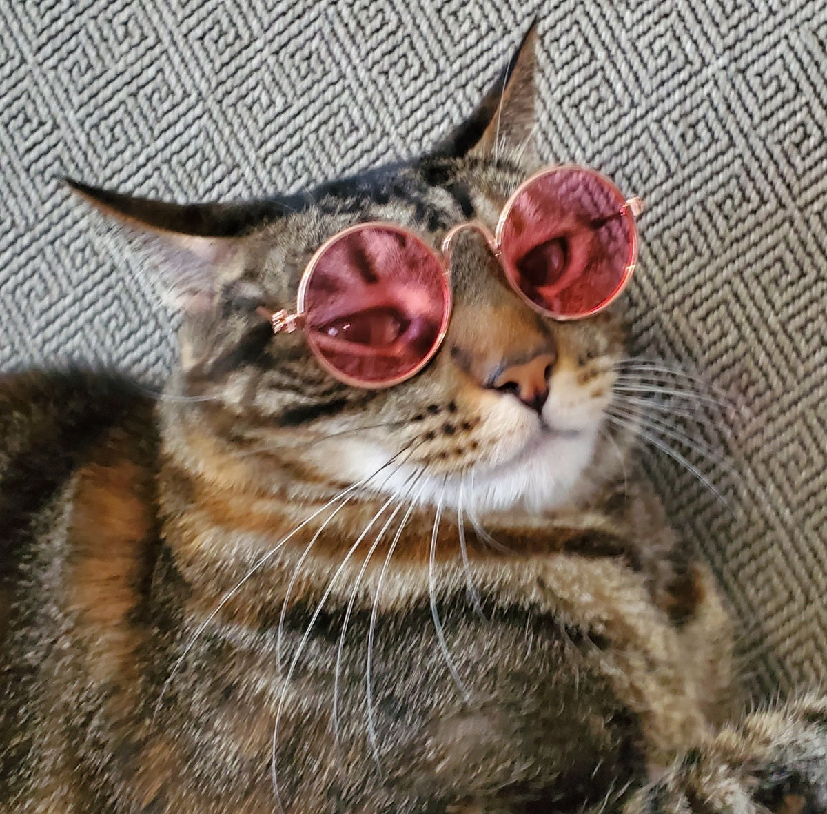 *BESTSELLER* Pet sunglasses shades cat dog