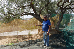 An olive farmer standing next to his netted olive trees ready to harvest the olives to make extra virgin olive oil.