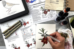 Woman ‘s hand holding a water brush over a beautiful watercolor and ink painting of a Red Nature Painting of a Fiesta Marigold Monkeyflower.