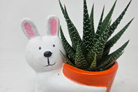 Monthly Deco Box with Cacti or Succulents