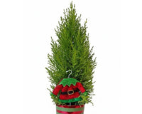 Lemon Cypress Cone with Elf