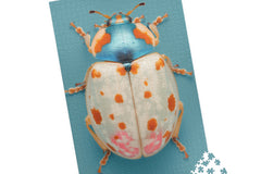 amazing jigsaw puzzle subscription box