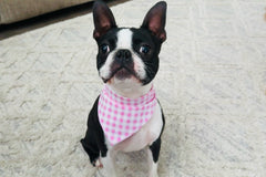 Bandana & Bones (Monthly Subscription)
