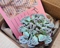 Monthly Premium Succulents