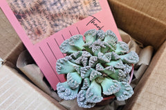 Monthly Premium Succulents