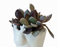 4 inch White Reindeer Head Ceramic Pot with Succulents Arrangement