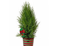 Lemon Cypress Cone with Elf