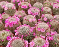 Mammillaria zeilmannianus flowers all spring!