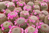 Mammillaria zeilmannianus flowers all spring!