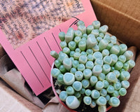 Monthly Premium Succulents