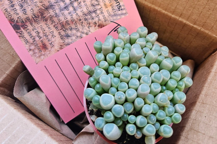 Monthly Premium Succulents