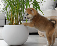 *NEW* KIDS GARDENING CLUB by My Garden Box