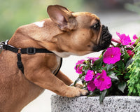 *NEW* PET FRIENDLY PLANT CLUB by My Garden Box