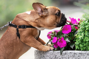 *NEW* PET FRIENDLY PLANT CLUB by My Garden Box