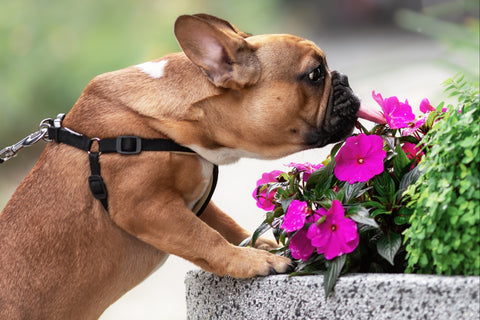 PET FRIENDLY PLANT CLUB 2026 by My Garden Box