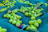 Bi-monthly Italian Extra Virgin Olive Oil Experience