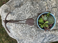 Succulent Bike