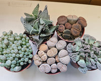 Monthly Premium Succulents