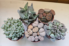 Monthly Premium Succulents
