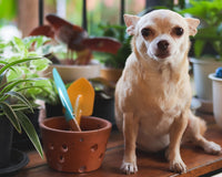 *NEW* PET FRIENDLY PLANT CLUB by My Garden Box