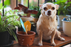 PET FRIENDLY PLANT CLUB 2026 by My Garden Box