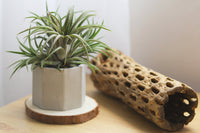 Air Plant Subscription Box Monthly, Air plant with Accessory Gift Box, Best Indoor Plant for Home Office