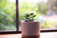small potted succulent in a white pot with a removeable bamboo bottom sitting on a window sill with greenery in background