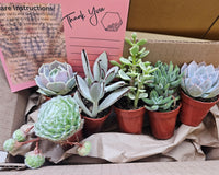 Monthly Mini Succulent Box