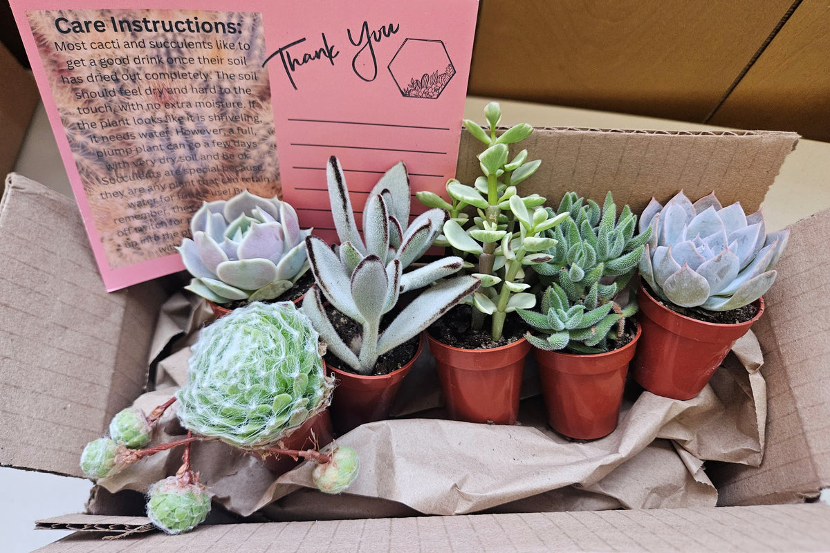 Monthly Mini Succulent Box