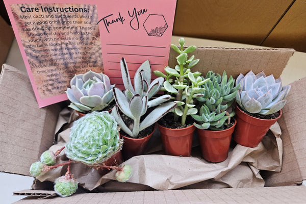 Monthly Mini Succulent Box
