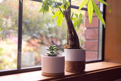 A white pot with a removeable bamboo bottom and a planted succulent, and a white and cork plant pot with a money tree