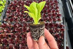 Lettuce Bundle: 12 Ready-to-Plant seedlings, Starts, Plugs, Garden Ready, Live Plants, Transplants, Pre-Sprouted, for Soil & Hydroponic Gardens
