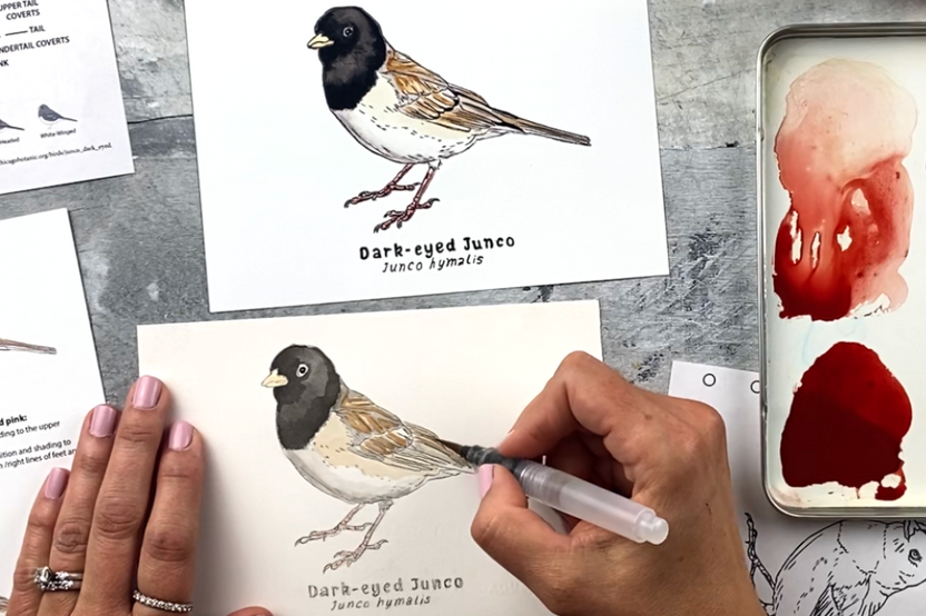 Nature Sketch Crate lesson demonstration: Paint a Dark-eyed Junco step-by-step. Using a water brush and liquid watercolors.