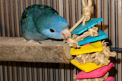 A lineolated parakeet sitting on a thick flat perch, chewing on a brightly colored bird toy made of pine and seagrass. 