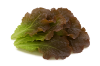 Lettuce Bundle: 12 Ready-to-Plant seedlings, Starts, Plugs, Garden Ready, Live Plants, Transplants, Pre-Sprouted, for Soil & Hydroponic Gardens