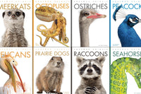 Discover the Animals - Meet some of our featured creatures! With 76 diverse animals your young readers will be on a literary safari!