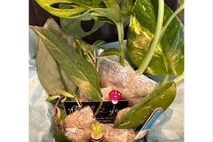 House Plant Cuttings Variety Box (Subscription)